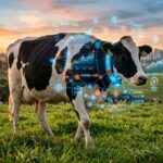 Brazil Tokenizes Cows as Loan Collateral in B3 First