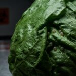 Parasite Outbreak Spreads to 41 States as FDA Faces Questions Over Recalled Lettuce