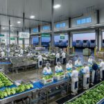 How Taylor Farms Shapes Americas Food Supply Chain