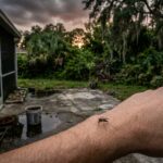 CDC Emergency Response To Florida Dengue Outbreak Surge